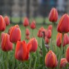 В утренней росе