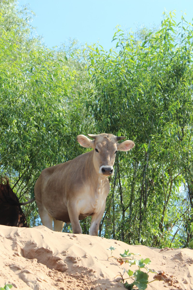 Непревзойденные красавицы-коровы из монастырского стада