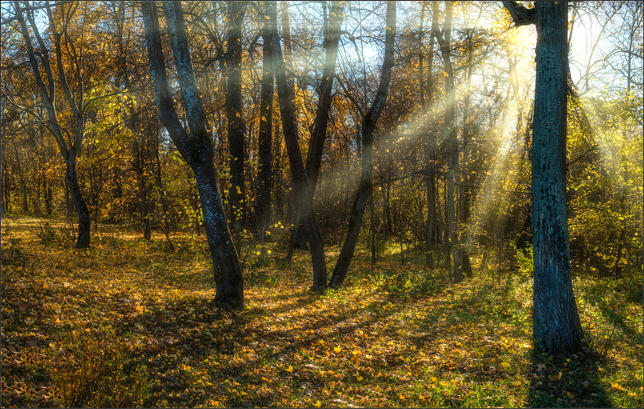 Солнечный день в лесу ( Снимок сделан 14 октября 2013 г.)