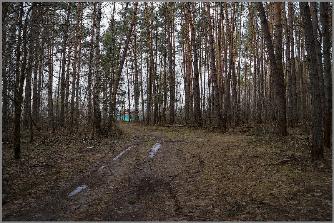 Лес после зимы ( Снимок сделан 21 апреля 2013 г.)