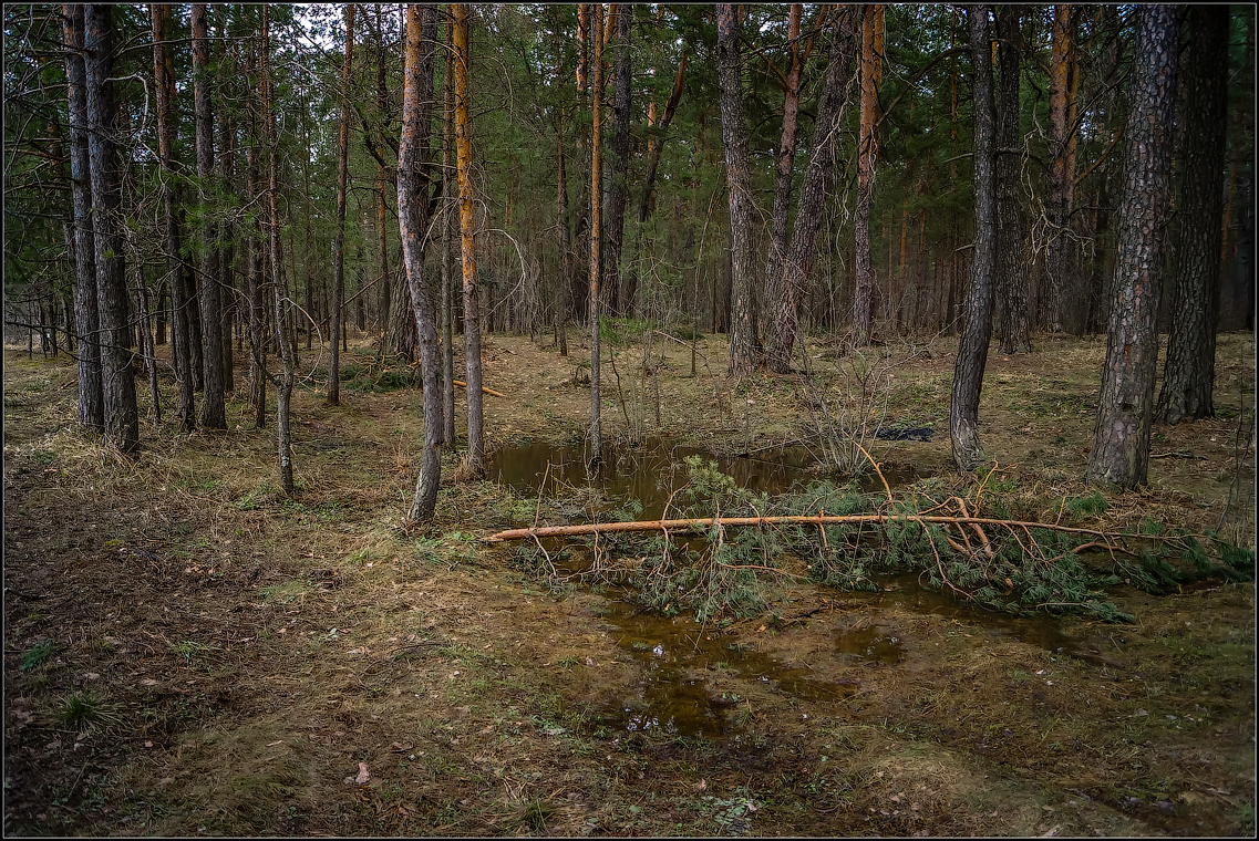 Апрельский лес ( Снимок сделан 21 апреля 2013 г.)