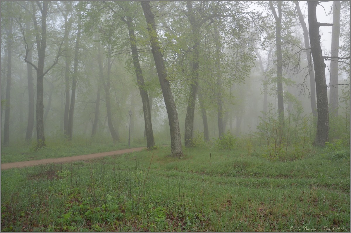 Дорога в туманном лесу (снимок сделан 6 мая 2012 г.)