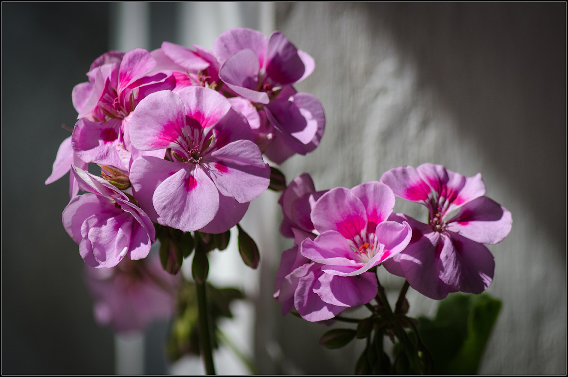 Цветы герани ( Снимок сделан летом 2013 г.)