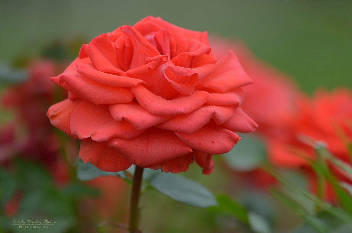 Розовое благолепие (снимок сделан 10 июля 2012 г.)