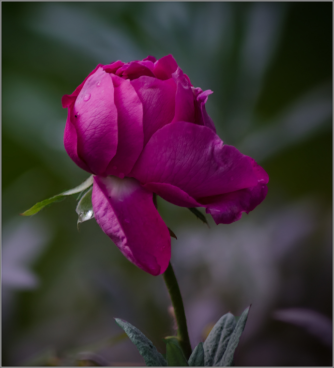 Растрепанная роза ( Снимок сделан 11 июня 2013 г.)