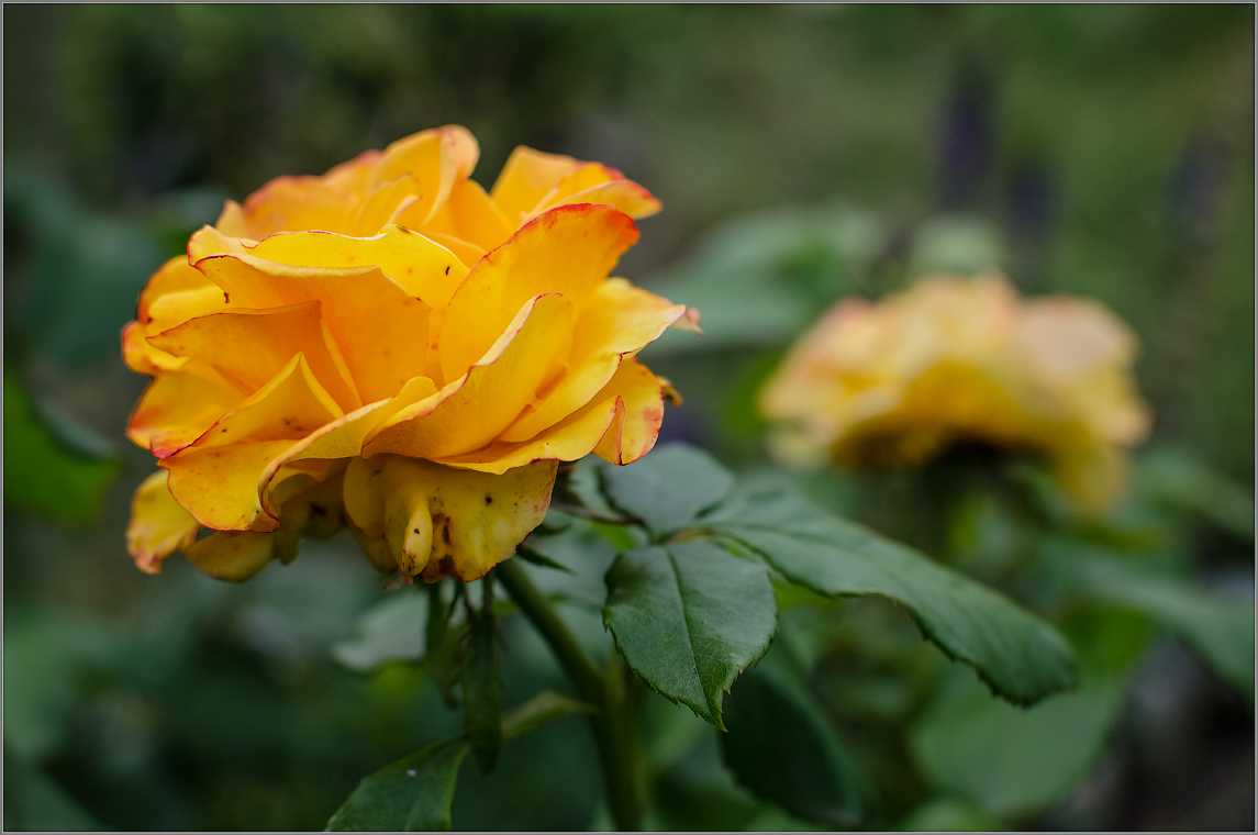 Солнечная роза ( Снимок сделан 26 августа 2013 г.)