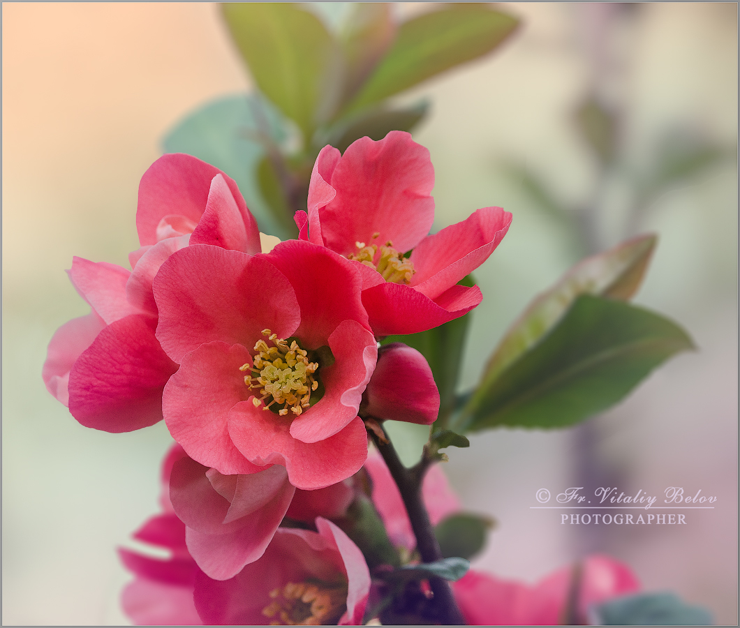 Нежное цветение айвы (снимок сделан 10 мая 2015 г.)