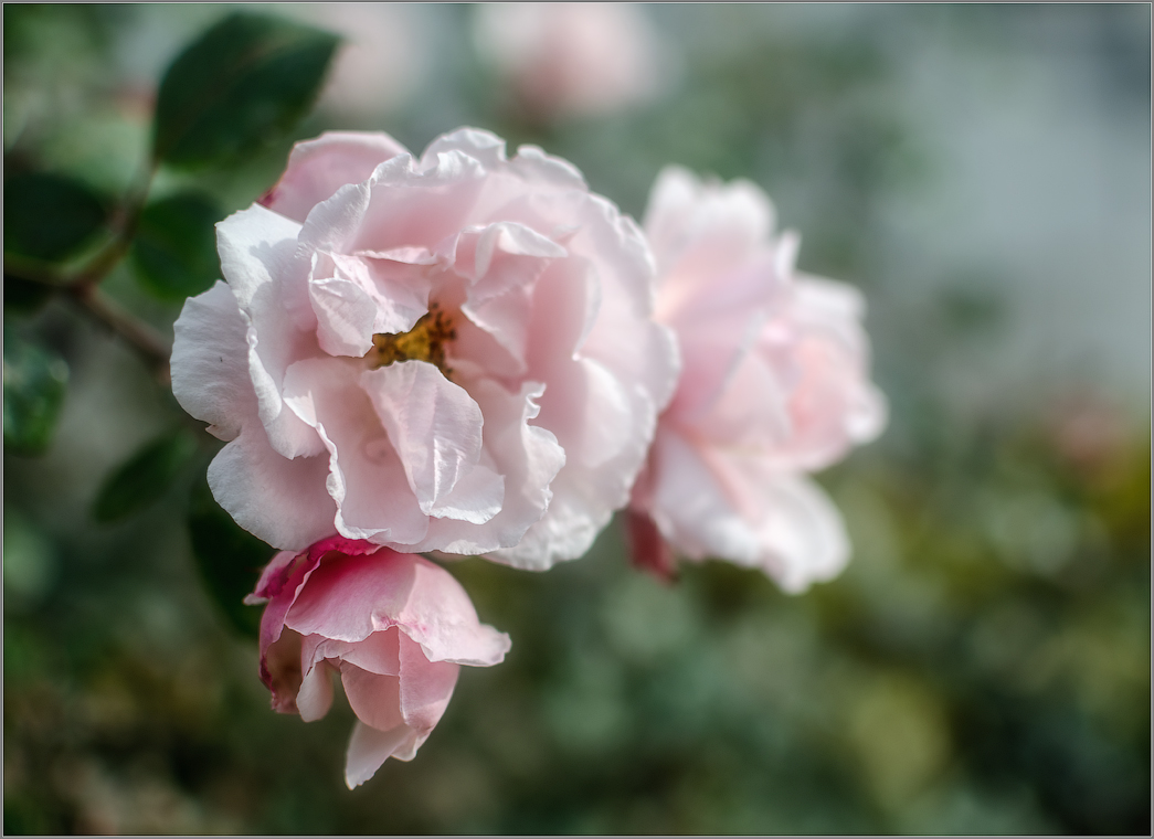 Розовая акварель ( Снимок сделан 10 октября 2013 г.)
