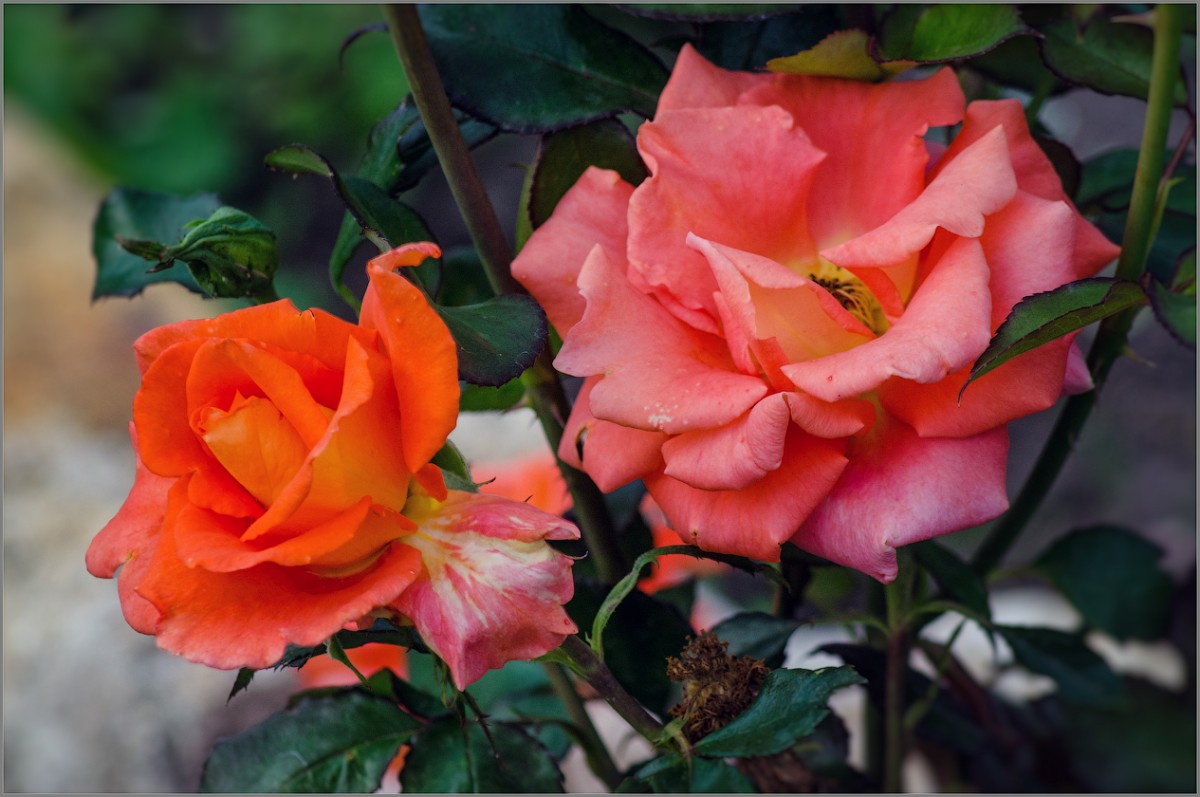 Яркие розы (снимок сделан 10 июля 2014 г.)