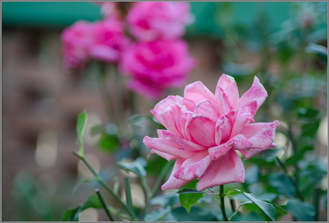 Нежный розовый цветок ( Снимок сделан 22 августа 2013 г.)