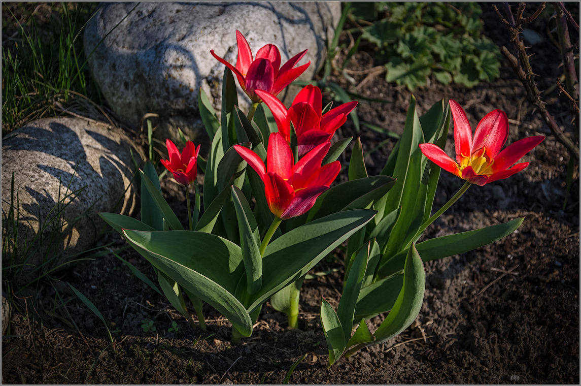 Первые тюльпаны ( Снимок сделан 20 апреля 2014 г.)