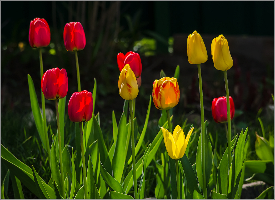Цветы весны ( Снимок сделан 6 мая 2014 г.)