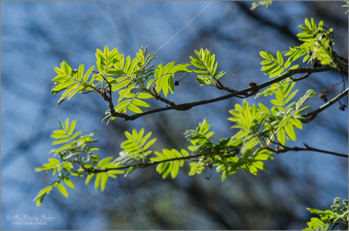 Молодые листья рябины (снимок сделан 7 мая 2013 г.)