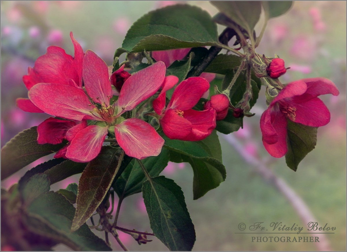 Яркий яблоневый цвет (снимок сделан 13 мая 2011 г.)