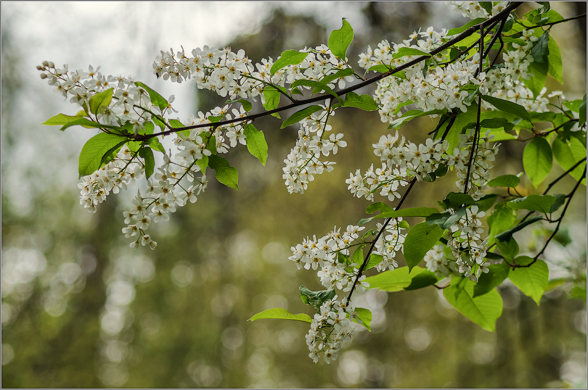 Пик цветения черемухи ( Снимок сделан 6 мая 2014 г.)
