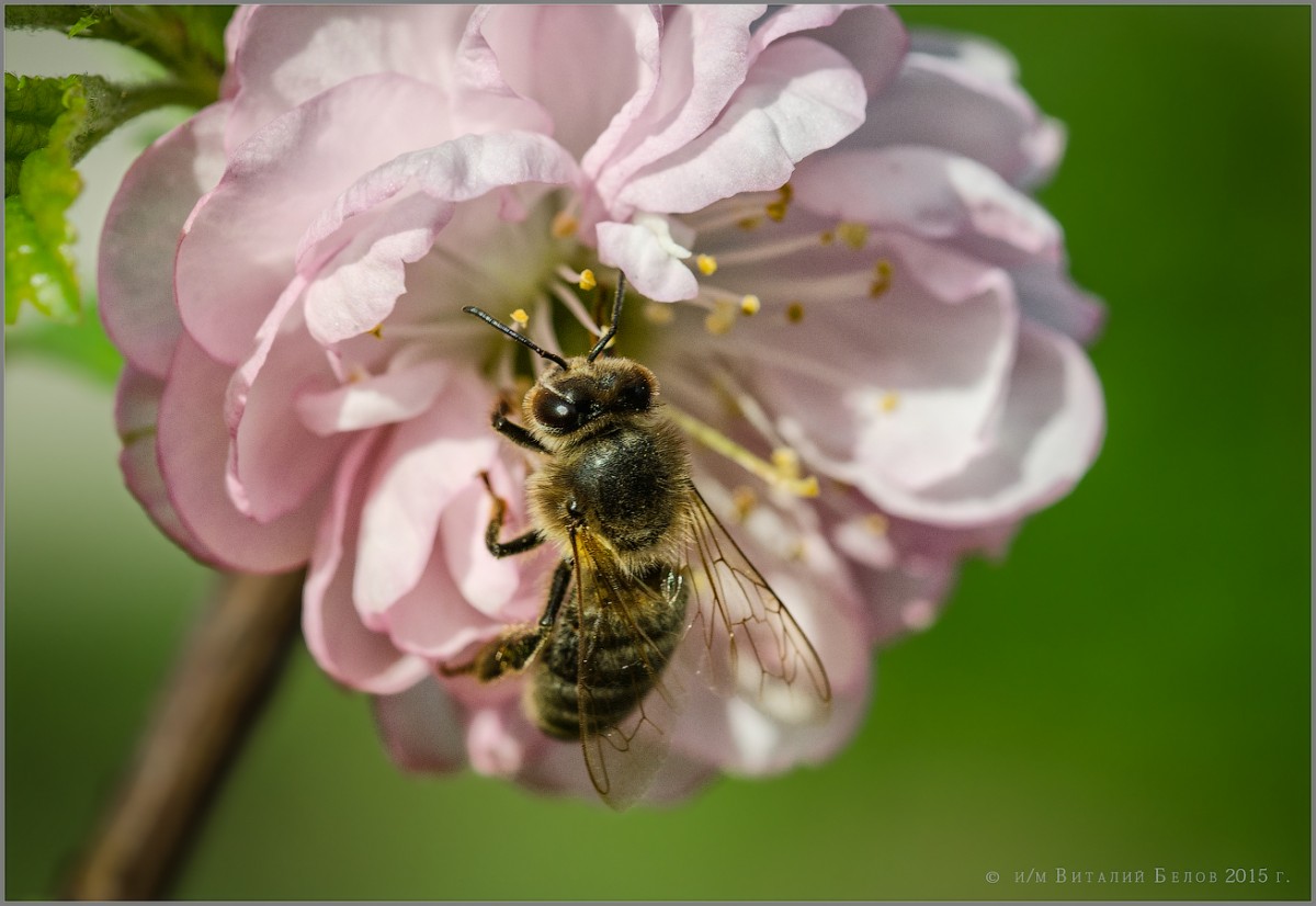 Трудовые будни одной маленькой пчёлки (снимок сделан 10 мая 2015 г.)