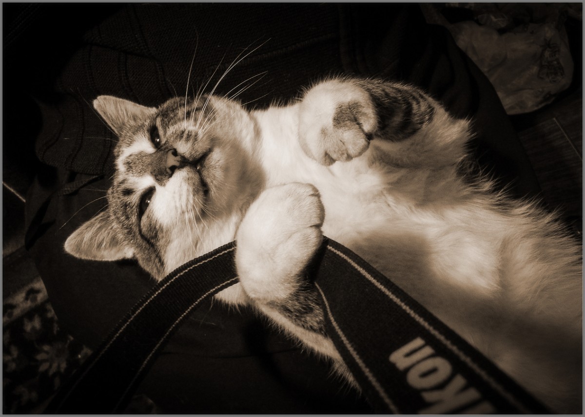 Мечты кота фотографа (снимок сделан 20 октября 2010 г.)