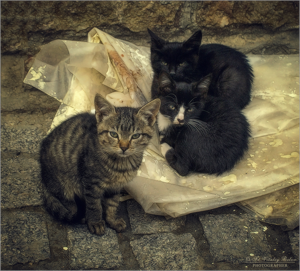 Брошенные котята (снимок сделан 25 сентября 2011 г.)
