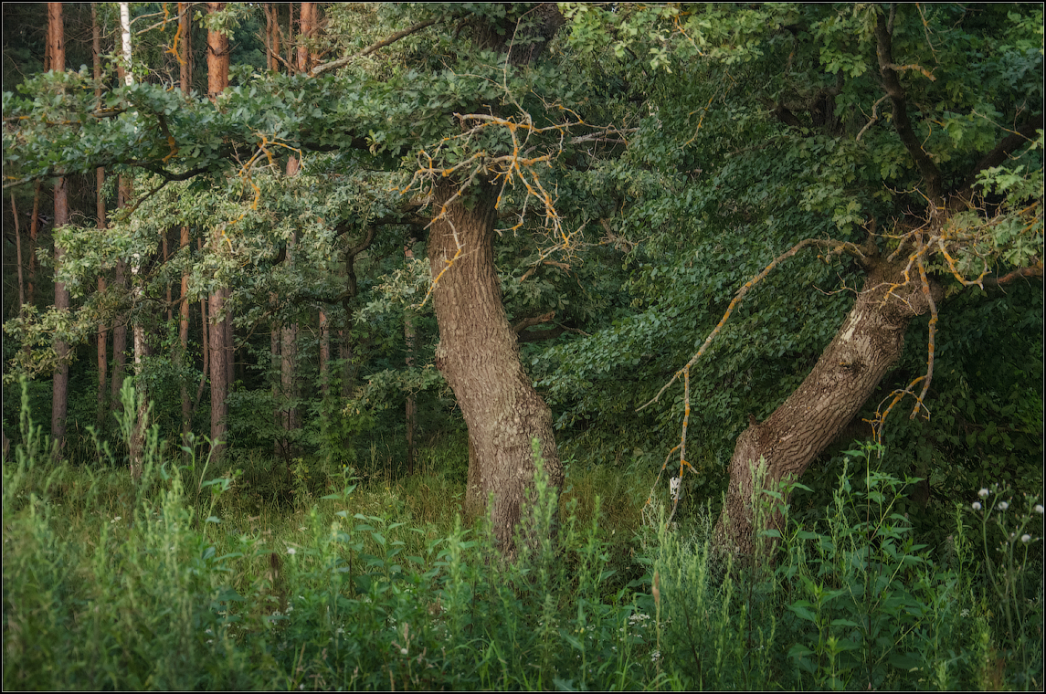 Дубки на лесной окраине ( Снимок сделан 21 июля 2013 г.)