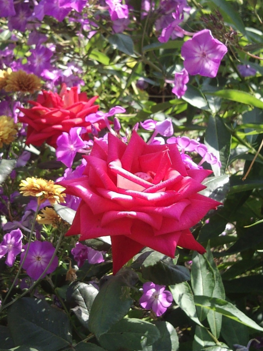 Оптинский сад роз