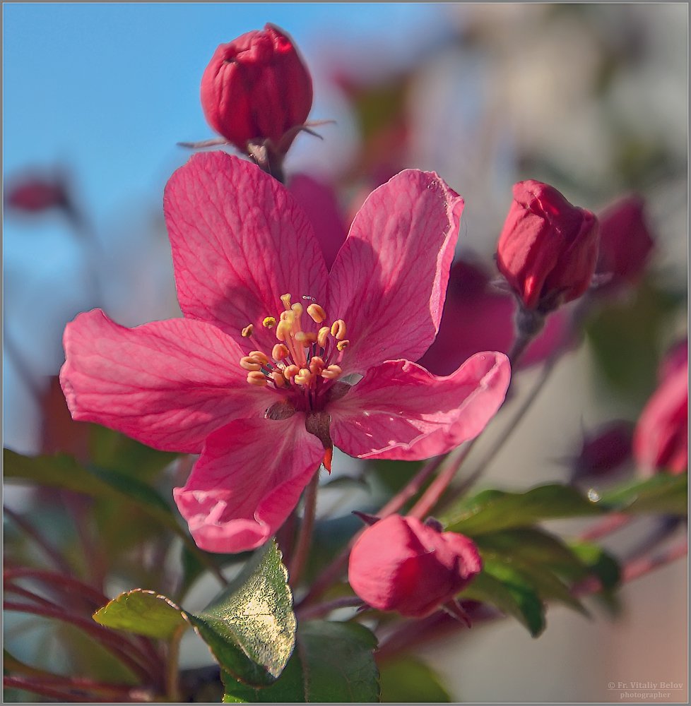 Яркое цветение яблони (снимок сделан 15 мая 2012 г.)
