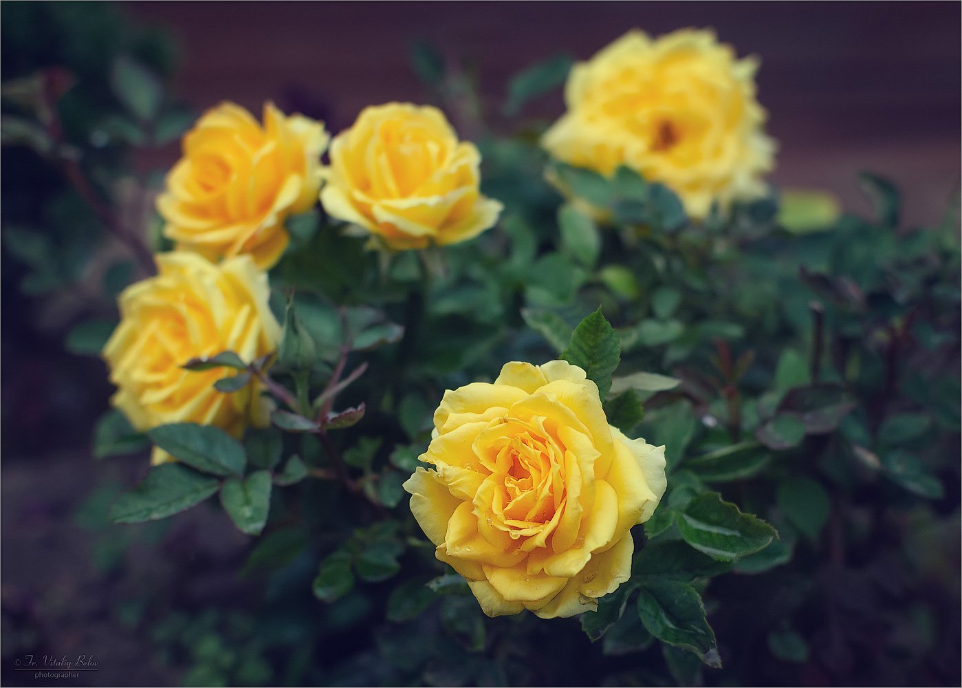 Желтые розы С ПРАЗДНИКОМ КАЗАНСКОЙ ИКОНЫ БОЖЬЕЙ МАТЕРИ!!!