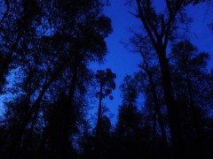 Ночные деревья.