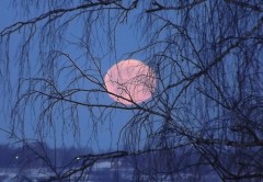 Березовый закат луны