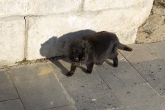 Черная кошка.