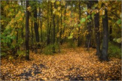Тишина осеннего леса (снимок сделан 1 октября 2014 г.)