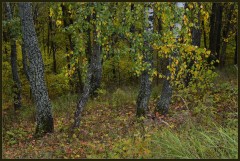 Осенний лес ( Снимок сделан 29 сентября 2013 г.)