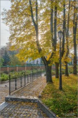 Разбросала осень желтую листву (снимок сделан 3 октября 2016 г.)
