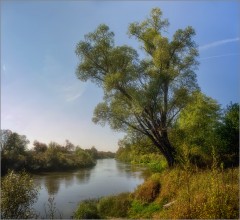 Большое дерево у реки (снимок сделан 11 сентября 2014 г.)