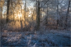 Преображенный светом лес (снимок сделан 27 ноября 2014 г.)