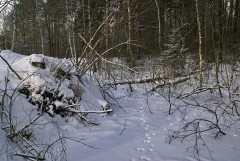Следы на снегу (12 февраля 2012 г.)