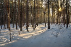 Зимний лес ( Снимок сделан 15 января 2013 г.)