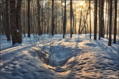 В лесу объятом светом ( Снимок сделан 15 января 2013 г.)