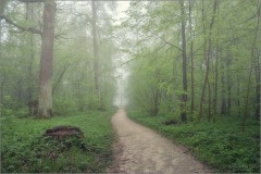 Безмолвие утреннего леса (снимок сделан 6 мая 2012 г.)