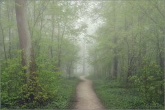Тропинка змейкой в лес туманный... (снимок сделан 6 мая 2012 г.)
