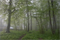 В прозрачной дымке тумана ( Снимок сделан 6 мая 2012 г.)