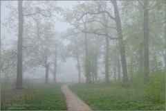 Весенний лес окутанный туманом (снимок сделан 6 мая 2012 г.)