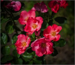 Рубиновый цвет розы ( Снимок сделан 28 августа 2014 г.)