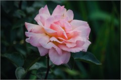Розы пышное цветение (снимок сделан 10 июля 2014 г.)