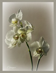 Нежная Орхидея