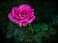 Промокшая роза (снимок сделан 13 июня 2014 г.)