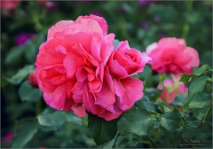 Цветущая роза (снимок сделан 15 июня 2011 г.)