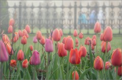 Тюльпановое утро (снимок сделан 6 мая 2012 г.)