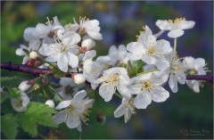 Цветение вишни (снимок сделан 6 мая 2012 г.)