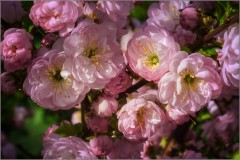 Обильные цветы сакуры (снимок сделан 10 мая 2015 г.)
