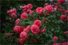 Благолепие плетистых роз (снимок сделан 8 июня 2014 г.)